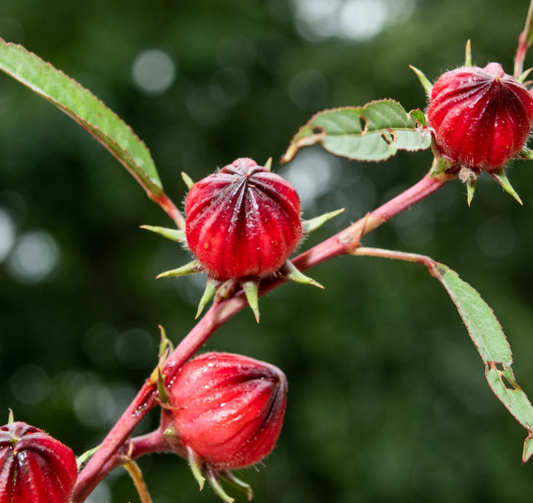 ¿Qué es la rosa de jamaica?