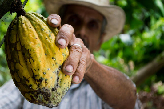 ¿Qué es el Cacao?