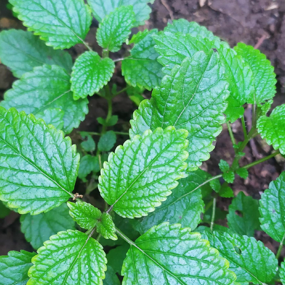 Filtrante Aromas de Sobremesa orgánico