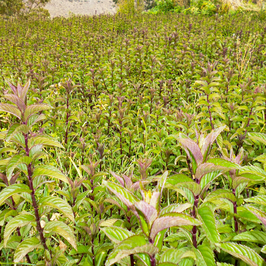 Filtrante de Café Verde y Menta orgánico