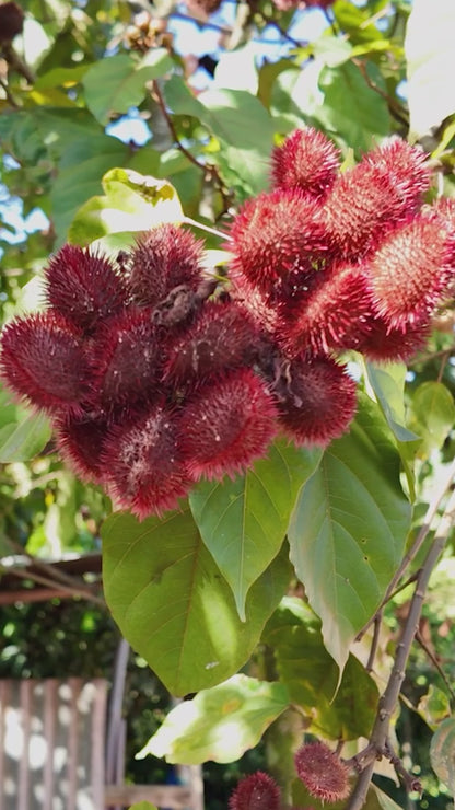 Cápsula Hojas de Achiote en cápsulas x 100 und